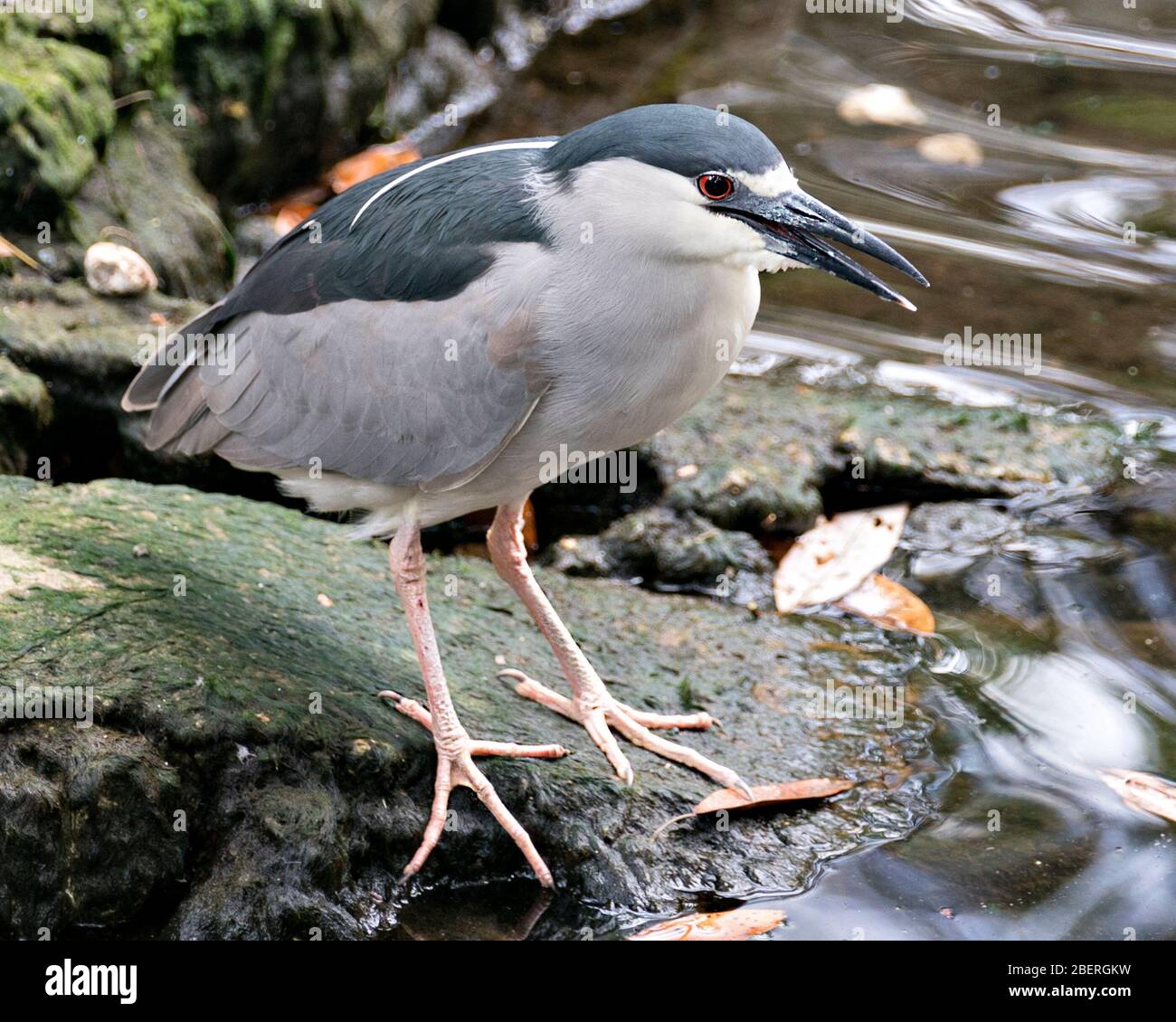 Schwarz gekrönter Nachtreiher Stockfoto