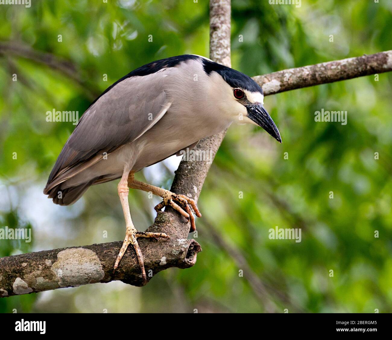 Schwarz gekrönte Nacht Reiher Vogel Nahaufnahme Profil Seitenansicht auf einem Zweig mit Bokeh Hintergrund thront, zeigt bleu und weißes Gefieder in seiner Umgebung Stockfoto