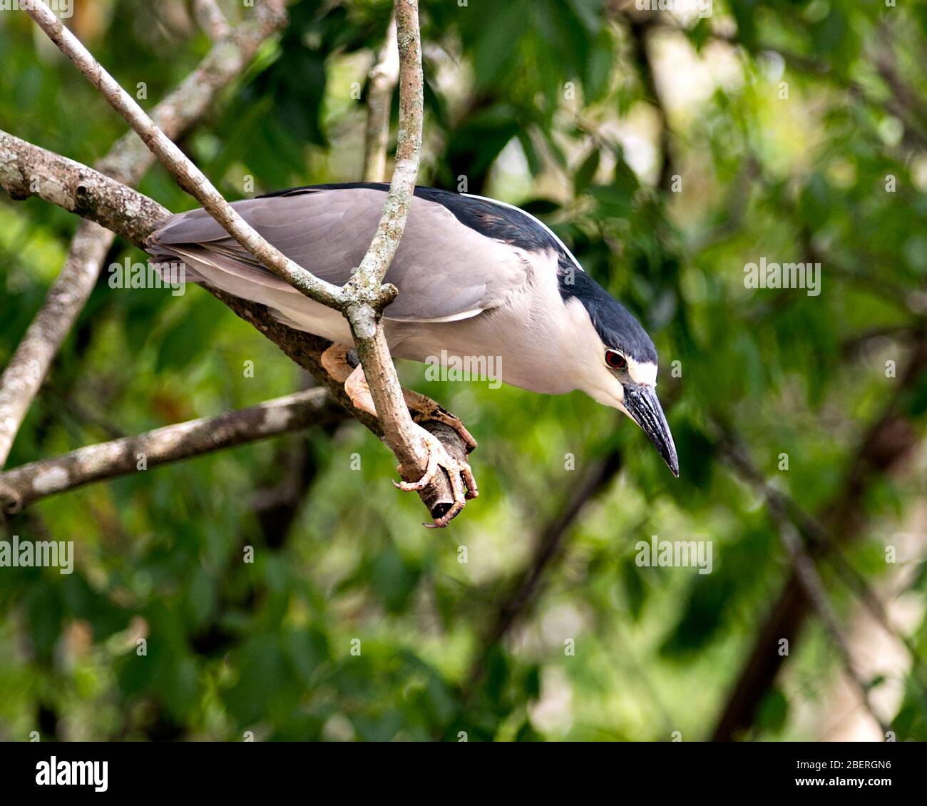 Schwarz-bekrönte Nahansicht des Nachtheron-Vogels auf einem Zweig mit bokehem Hintergrund, der bleu und weißes Gefieders in seiner Umgebung a zeigt Stockfoto