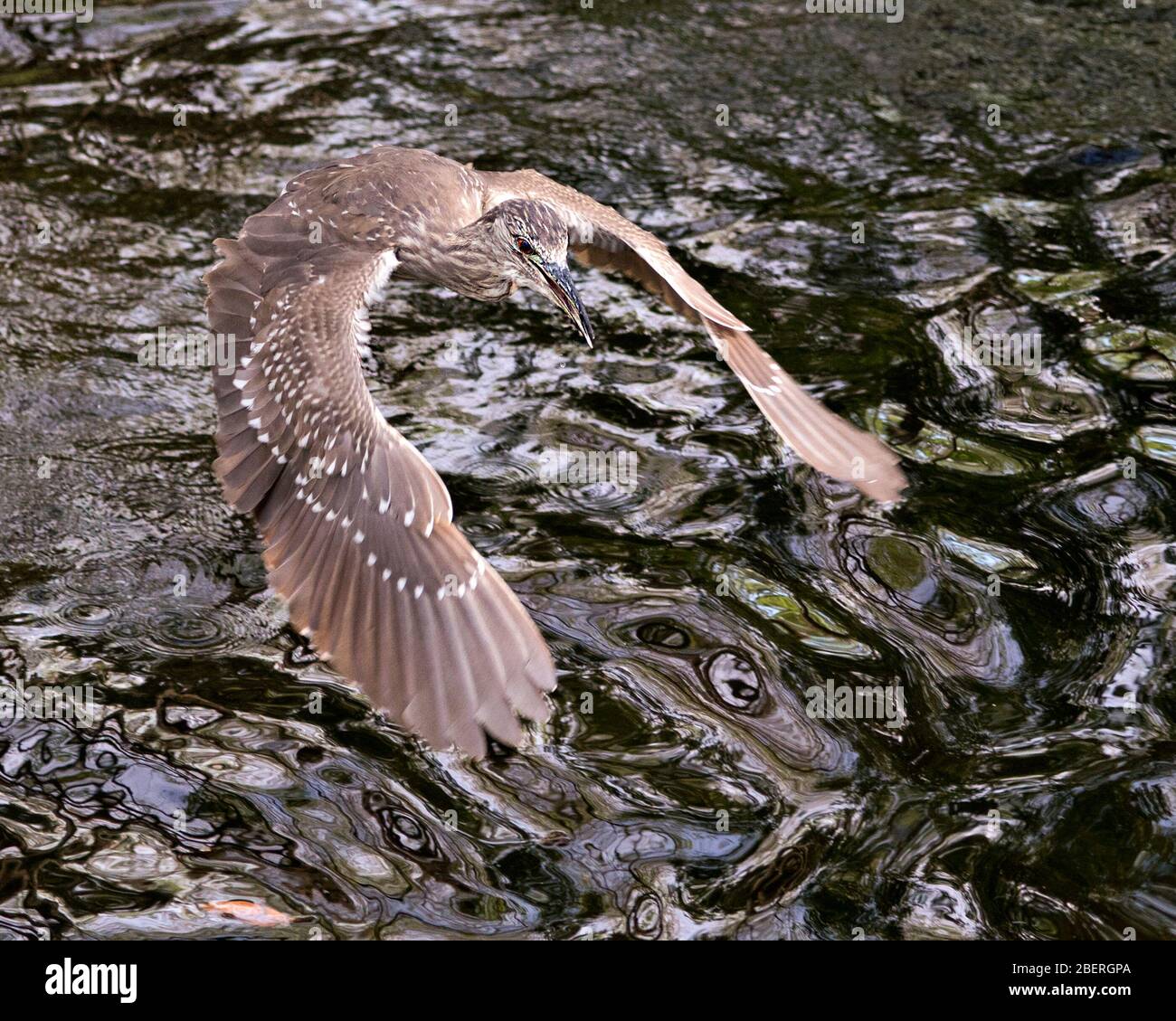 Schwarz-bekrönter Nachtheron-Jungvogel flieht über Wasser mit ausgebreiteten Flügeln in seiner Umgebung und Umgebung. Stockfoto