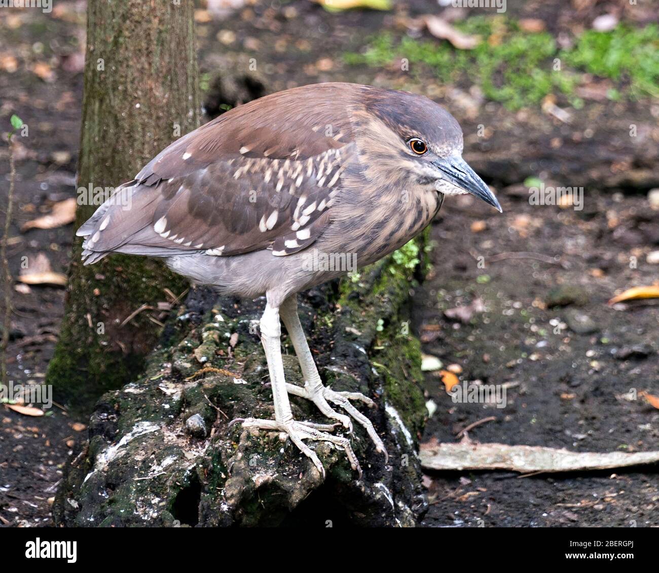 Schwarz-bekrönte Nachtheron Jugendvogel-Nahprofil-Ansicht auf dem Log stehend, das braunes Federgefiederchen in seiner Umgebung und Umgebung zeigt. Stockfoto