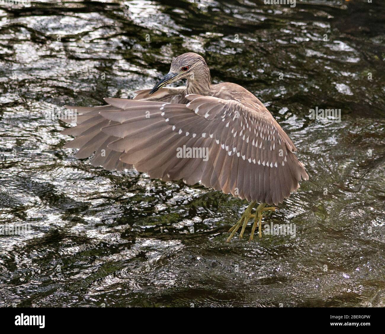 Schwarz-bekrönter Nachtheron-Jungvogel flieht über Wasser mit ausgebreiteten Flügeln in seiner Umgebung und Umgebung. Stockfoto