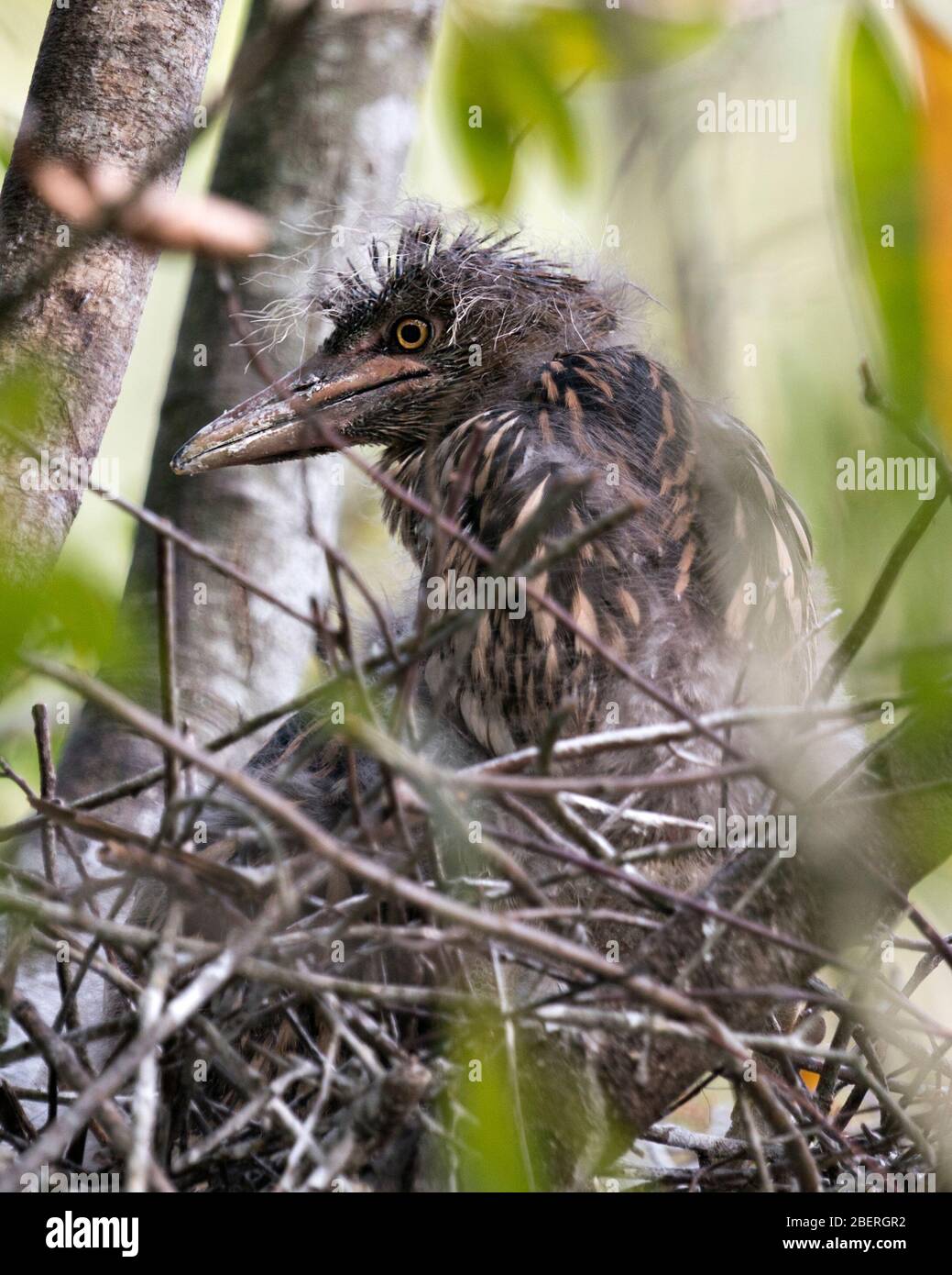 Schwarz-bekrönte Nachtheron-Babyvögel im Nest mit Hintergrund- und Vordergrundästen, die in ihrer Umgebung und Umgebung interagieren. Stockfoto