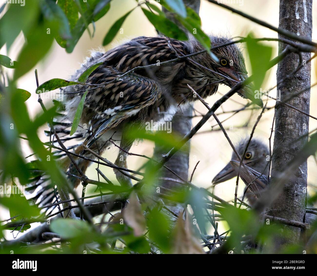 Schwarz-bekrönte Nachtheron-Babyvögel im Nest mit Hintergrund- und Vordergrundästen, die in ihrer Umgebung und Umgebung interagieren. Stockfoto