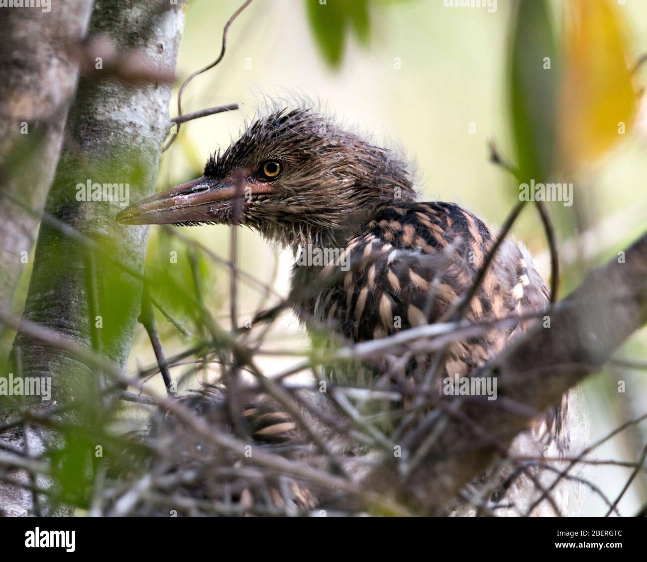 Schwarz-bekrönte Nachtheron-Babyvögel im Nest mit Hintergrund- und Vordergrundästen, die in ihrer Umgebung und Umgebung interagieren. Stockfoto