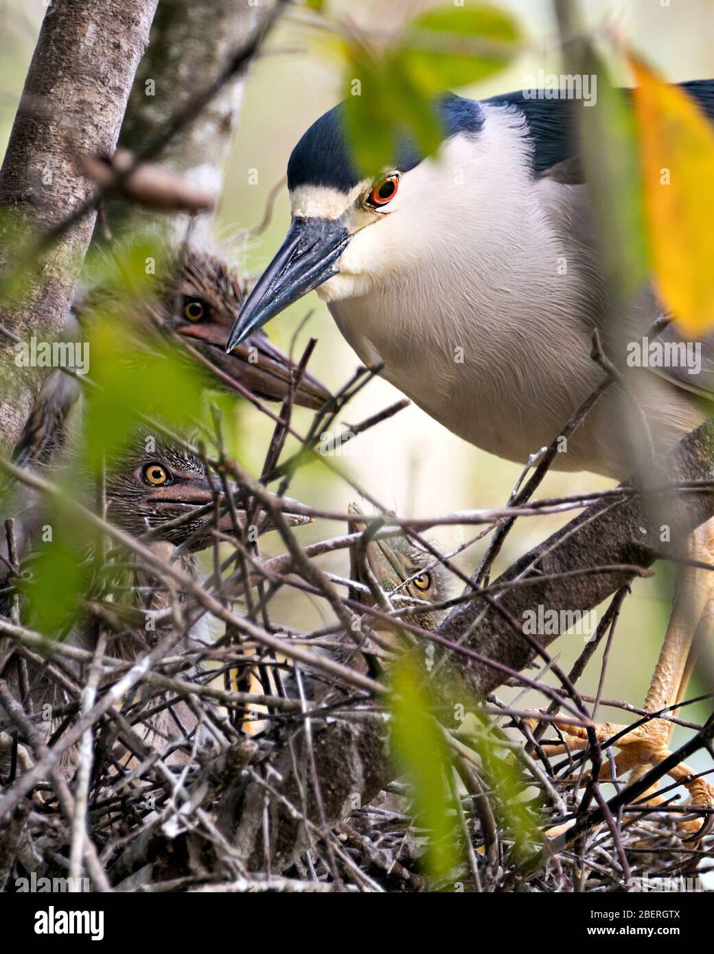 Schwarz-bekrönter Nachtheron-Vogel Erwachsene mit Babys auf dem Nest, die Kopf, Auge, Schnabel, Beine, Füße mit einem schönen Bokeh-Hintergrund in ihrer Umgebung zeigen Stockfoto