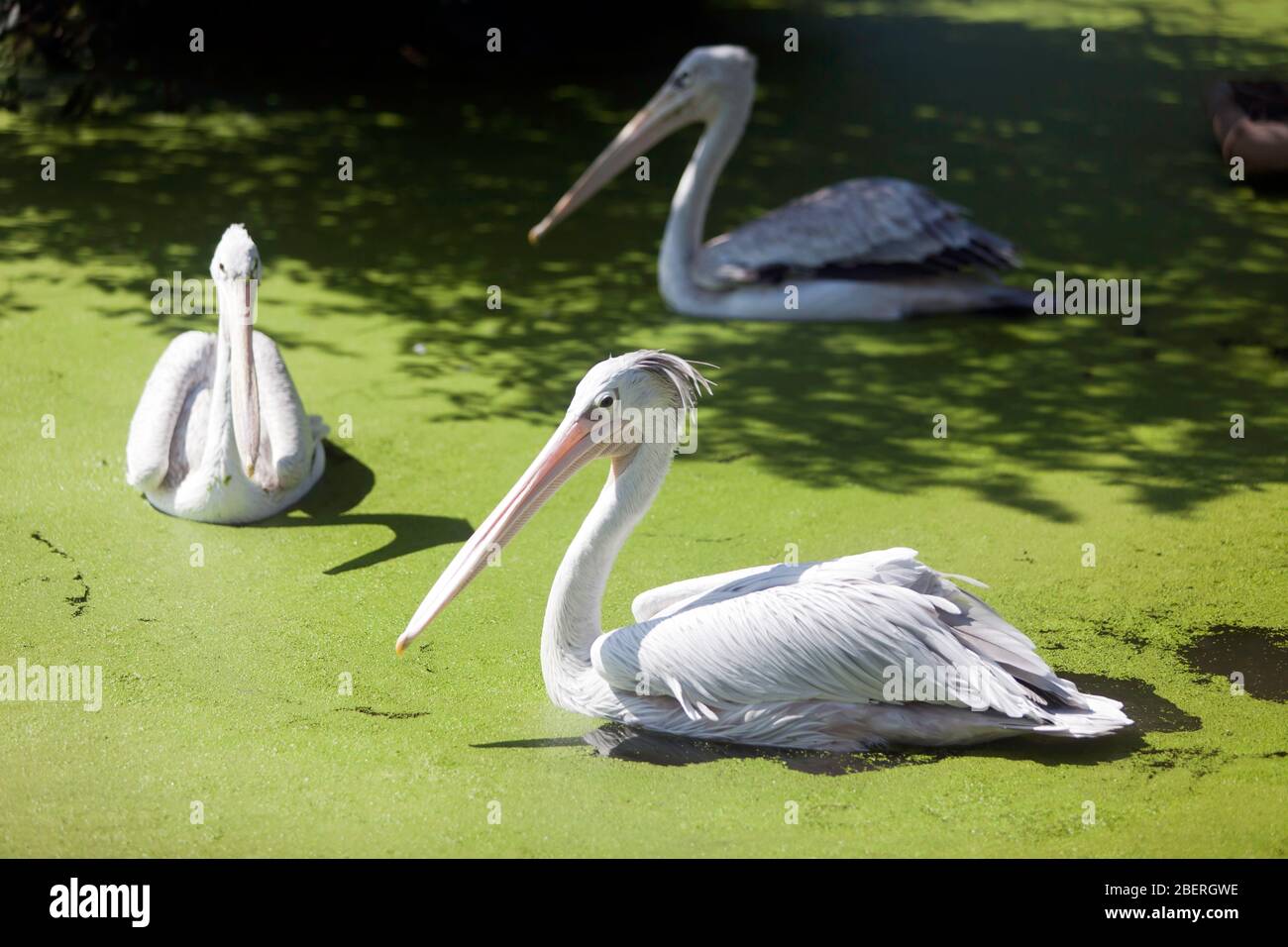 Pelican's mit rosa Rückendeckung im Wingham Wildlife Park Stockfoto