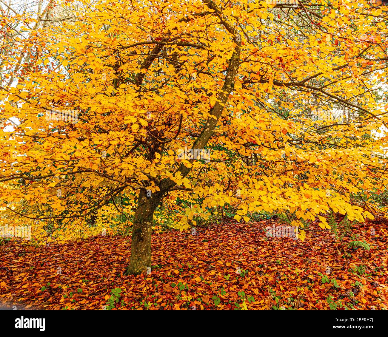 Herbstszene mit gelben, orangen und roten Blättern auf Bäumen und auf den Boden gefallen Doune, Stirling, Schottland Stockfoto