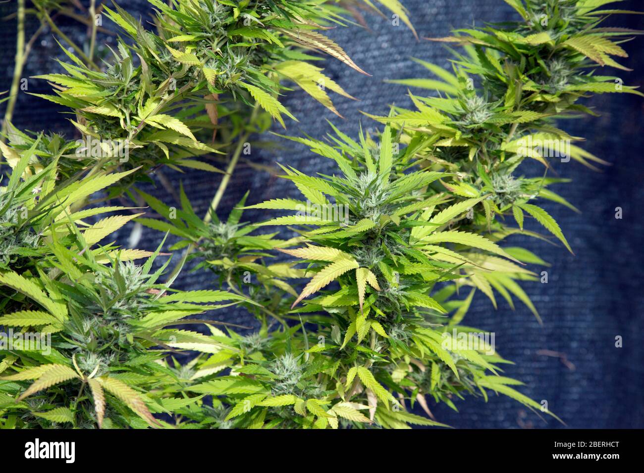 Selbst angebaute Cannabispflanze. Stockfoto