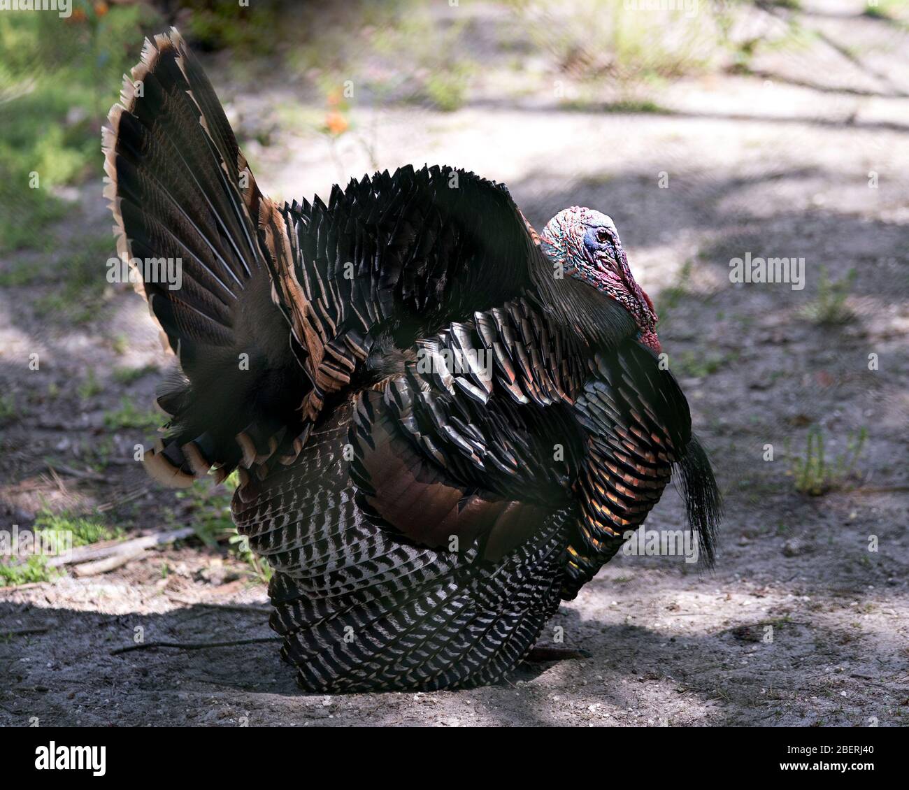 wildtüren-vogelperspektive mit Bokeh-Hintergrund, der Kopf, Schnabel, Auge, Wattle, Schwanzfedern, Gefieders in seiner Umgebung und auslüfter Stockfoto