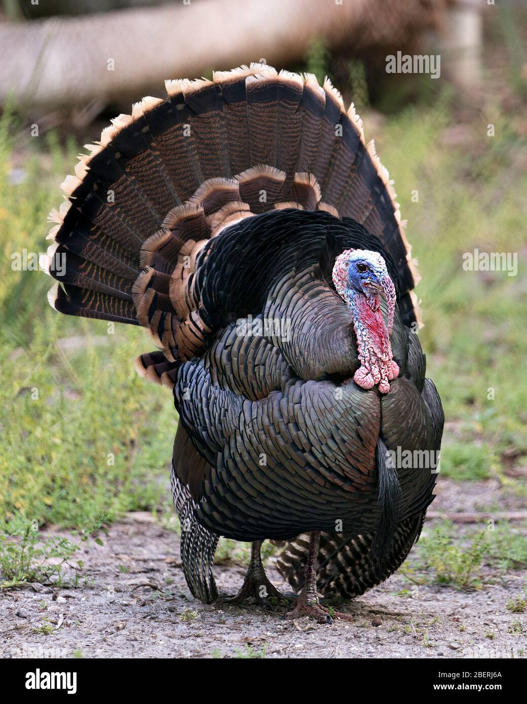 wildtüren-vogelperspektive mit Bokeh-Hintergrund, der Kopf, Schnabel, Auge, Wattle, Schwanzfedern, Gefieders in seiner Umgebung und auslüfter Stockfoto