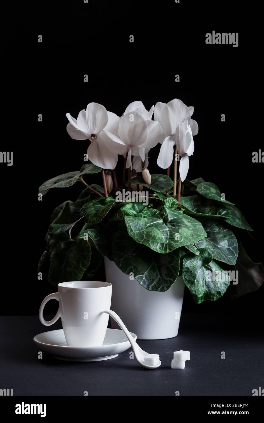 Dunkle Stimmung Stillleben mit einer weißen Cyclamen Blume und einer weißen Tasse Kaffee Stockfoto