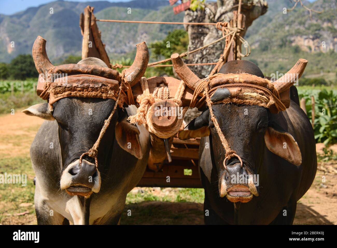 Szenen aus den Tabakfarmen des Tals Viñales, Kuba Stockfoto