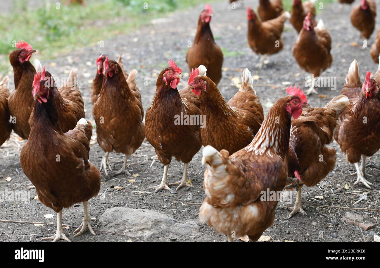 Ein Geflügelzüchter, der Gummistiefel trägt, die in einer Menge von Futterhennen auf einer Geflügelfarm in Oxfordshire laufen. Stockfoto