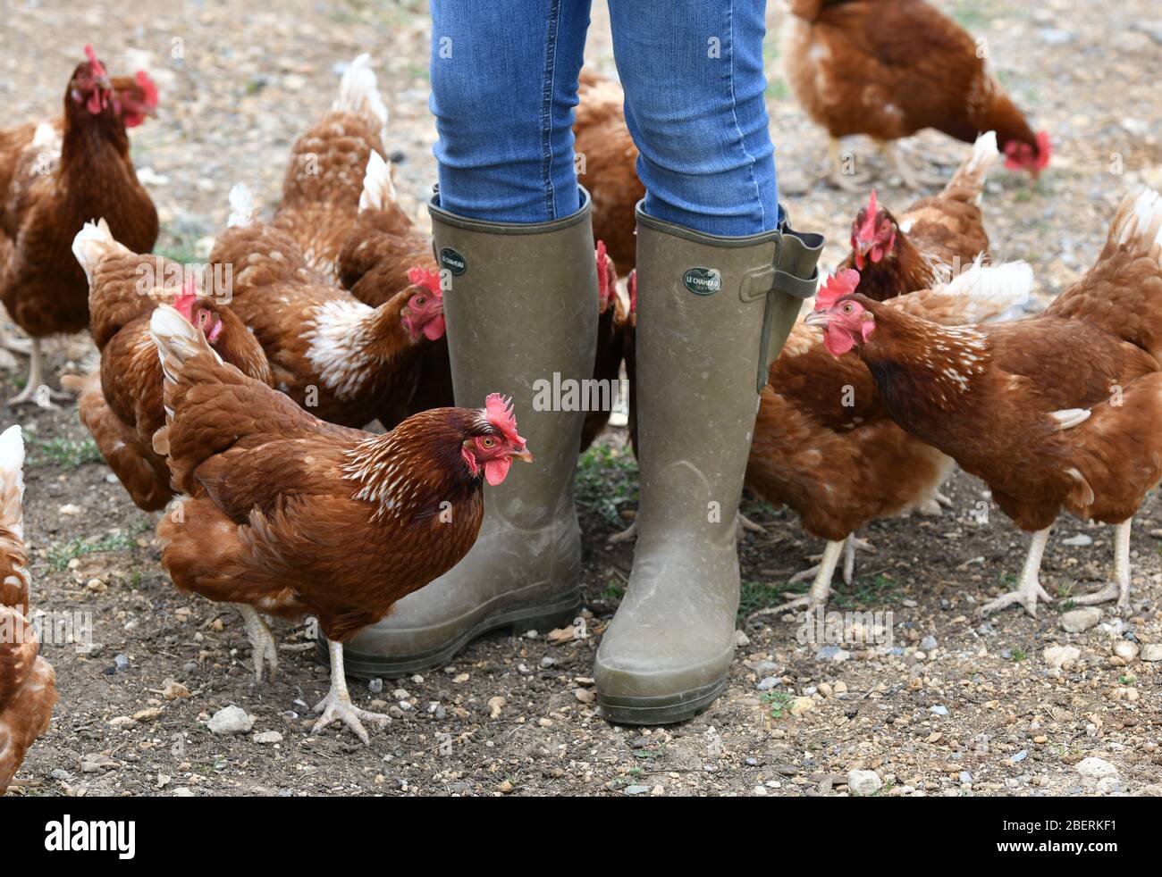 Ein Geflügelzüchter, der Gummistiefel trägt, die in einer Menge von Futterhennen auf einer Geflügelfarm in Oxfordshire laufen. Stockfoto