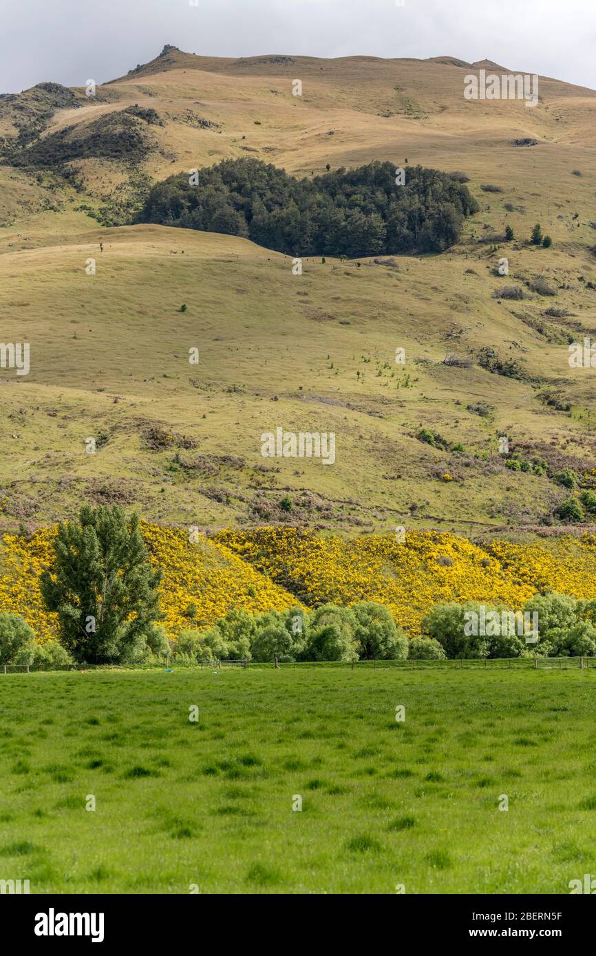 Landschaft mit blühenden Ginstersträuchern auf grünem Hang in hügeliger Landschaft, aufgenommen in hellem Frühlingslicht in der Nähe von Nokomal, Southland, South Island, New Zea Stockfoto