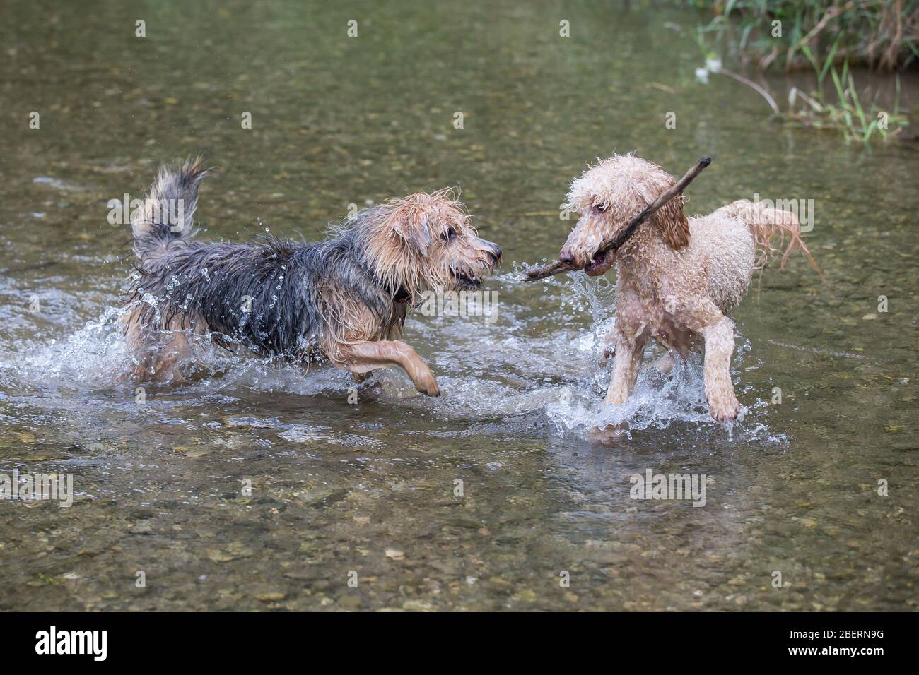 Junge Terrier und ein Pudel, der in den Fluss läuft.zwei glückliche Hunde spielen an einem sonnigen Tag, Leitha, Österreich, mit einem Stock im Wasser eines Flusses Stockfoto