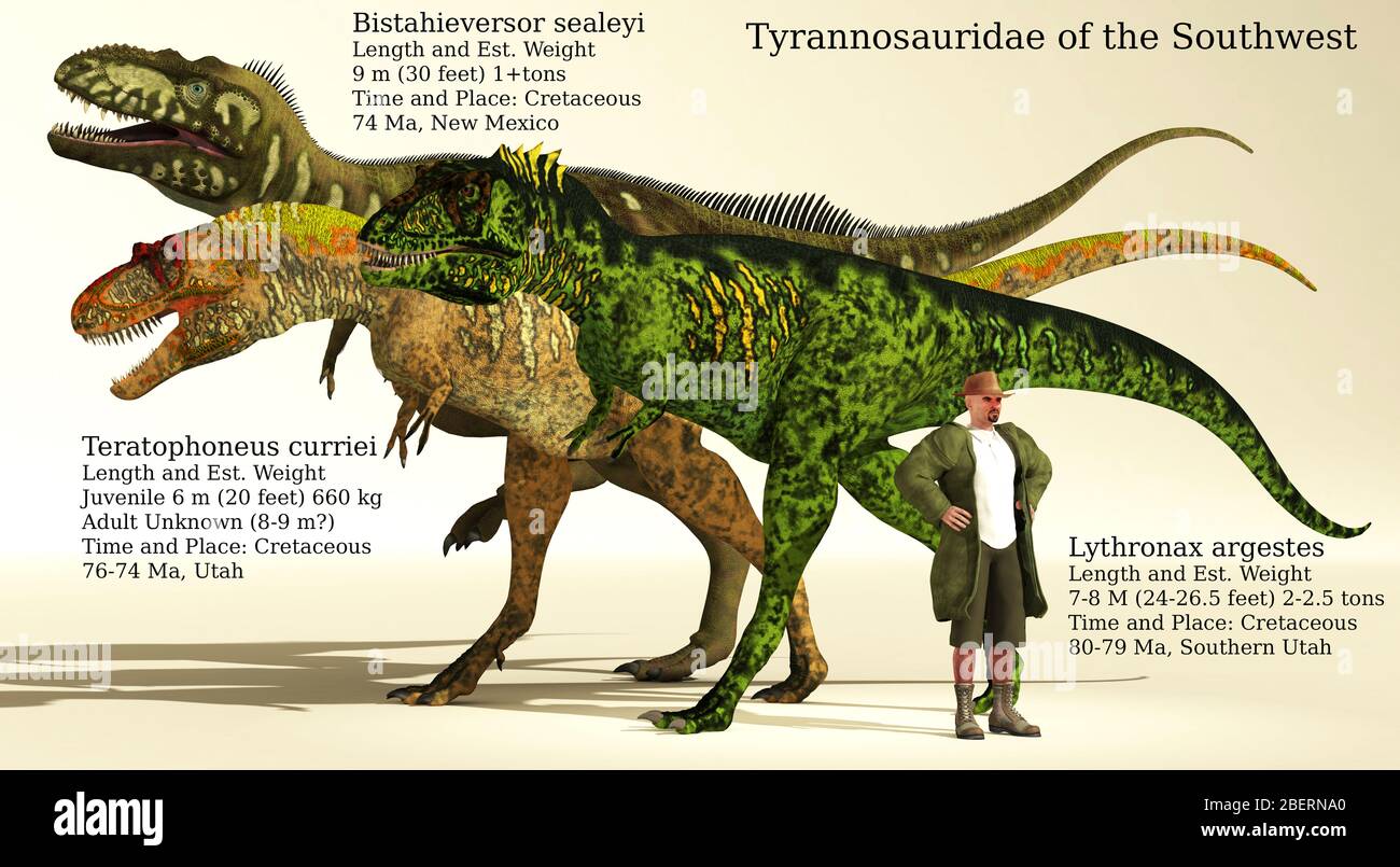 Größenreferenz von Tyrannosauriden aus dem Südwesten der Vereinigten Staaten. Stockfoto