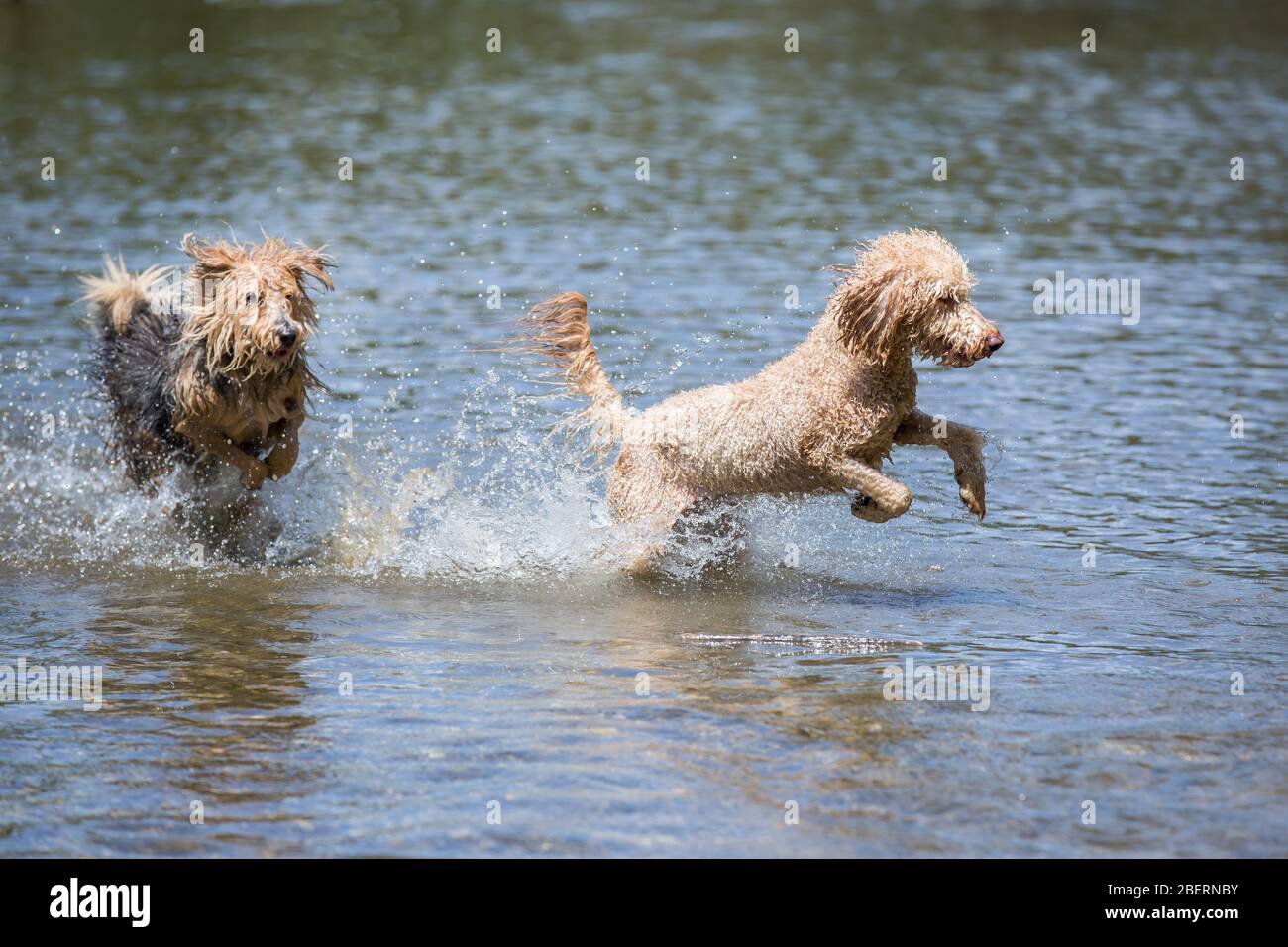 Junge Terrier und ein Pudel, der in den Fluss läuft.zwei glückliche Hunde laufen an einem sonnigen Tag im kalten Wasser eines kleinen Flusses, Leitha, Österreich Stockfoto