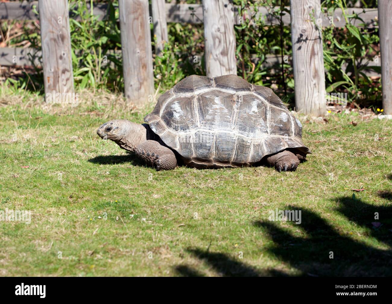 Nahaufnahme einer Aldabra Tortoise im Wingham Wildlife Park, Kent Stockfoto