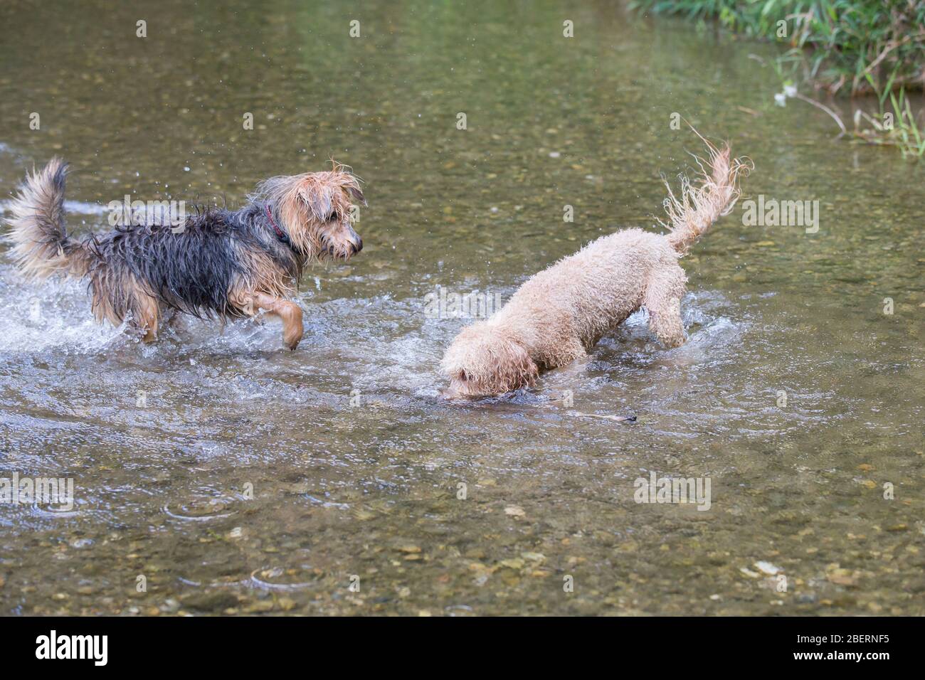 Junger Terrier und ein Pudel, der in den Fluss läuft. Zwei glückliche Hunde spielen an einem sonnigen Tag im kalten Wasser eines kleinen Flusses, Leitha, Österreich Stockfoto