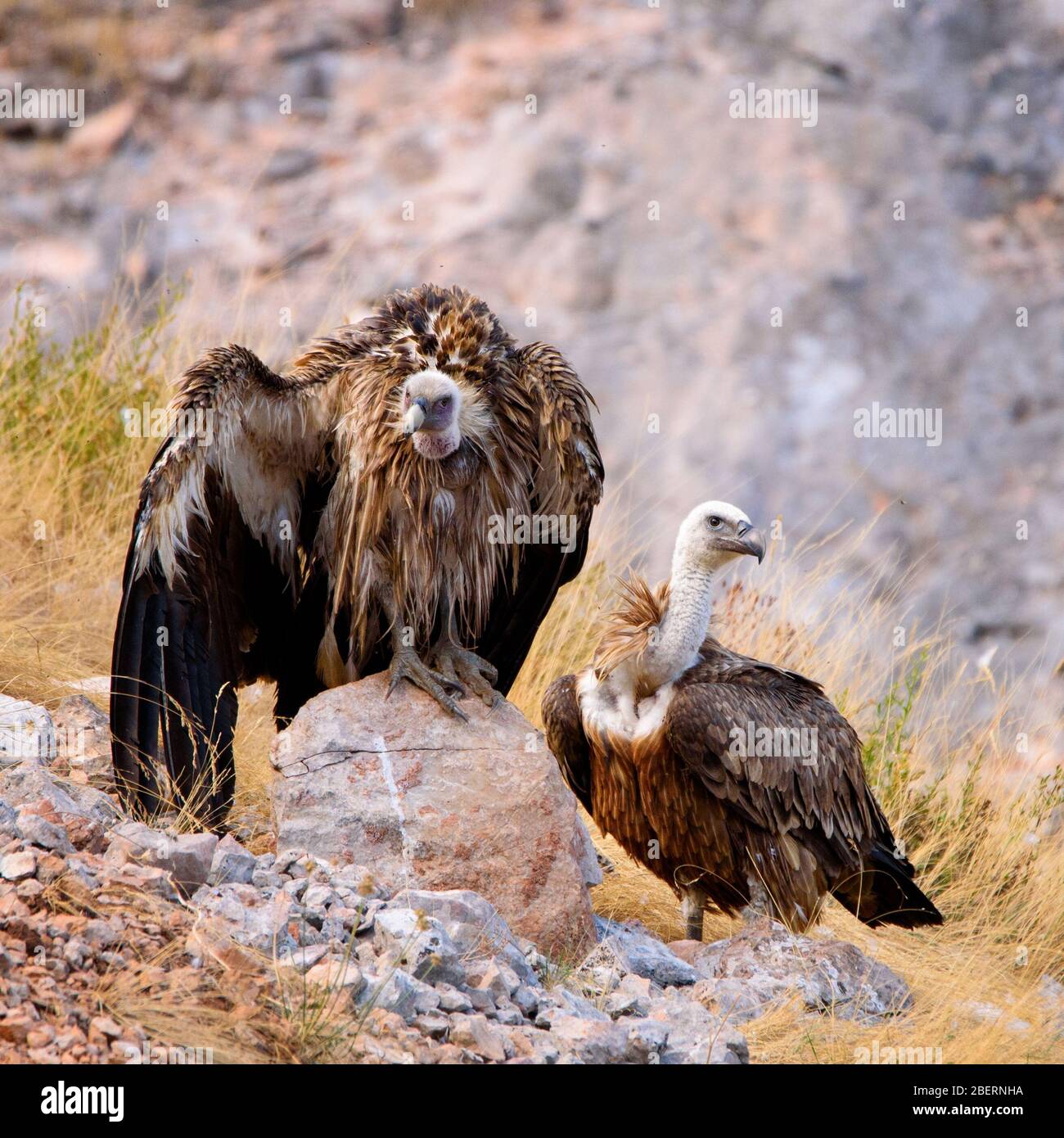 Gänsegeier Gyps fulvus, in der Wildnis. Stockfoto