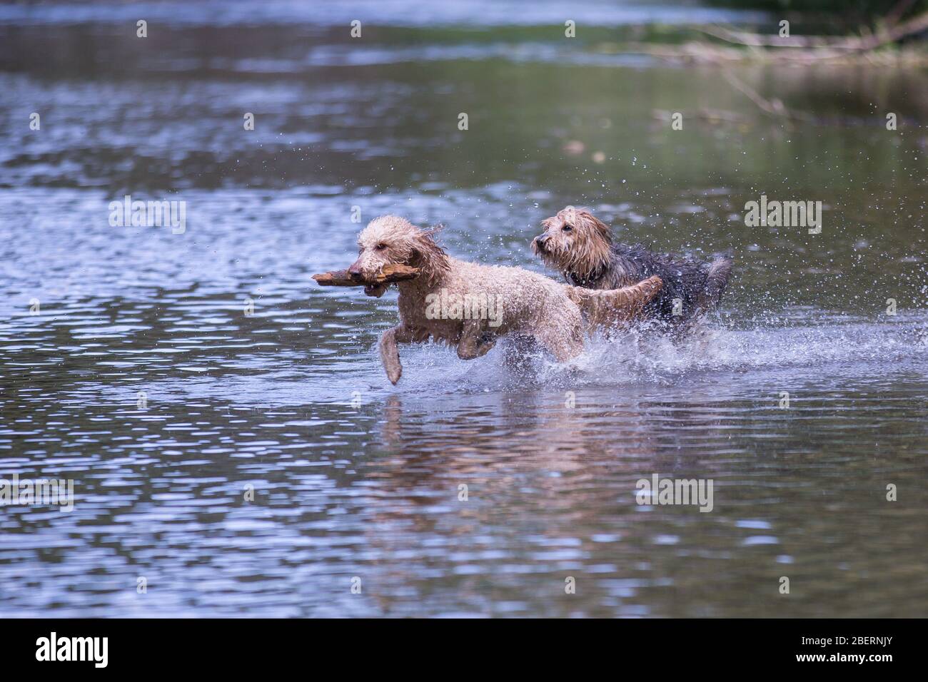 Junger Terrier und ein Pudel, der in den Fluss läuft. Zwei glückliche Hunde, die mit einem Stock im Wasser laufen und das kalte Wasser genießen, Leitha, Österreich Stockfoto