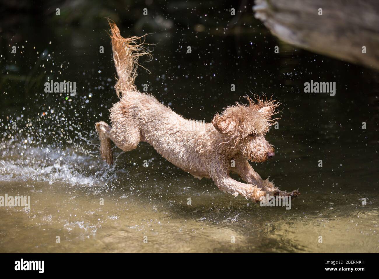 Porträt eines jungen Pudelhundes.kraftvoller Hund springt mit Spritzern ins Wasser und hat an einem sonnigen Tag, Leitha, Österreich, Spaß im Fluss Stockfoto