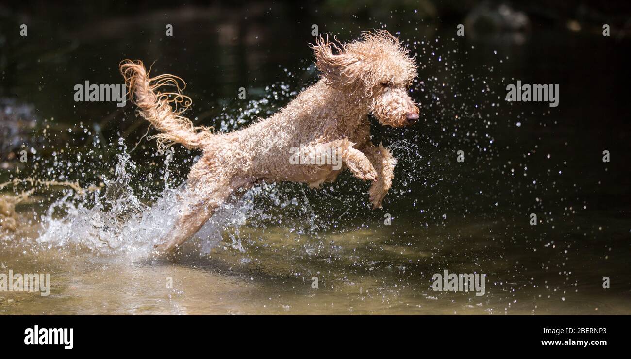 Porträt eines jungen Pudelhundes.kraftvoller Hund springt mit Spritzern ins Wasser und hat an einem sonnigen Tag, Leitha, Österreich, Spaß im Fluss Stockfoto