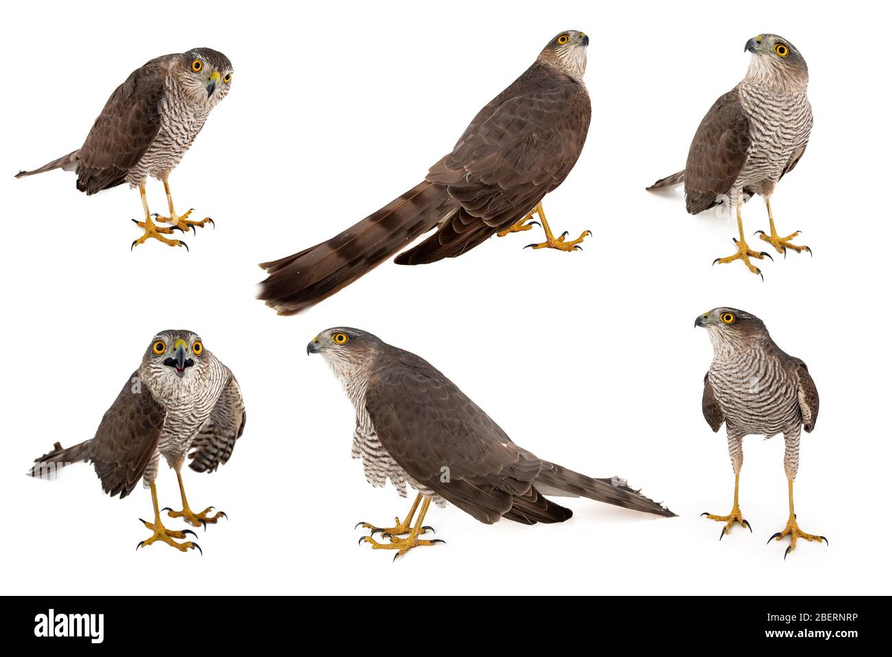 Collage von sechs eurasischen Sparrowhawk, Accipiter nisus isoliert auf weißem Hintergrund. Stockfoto