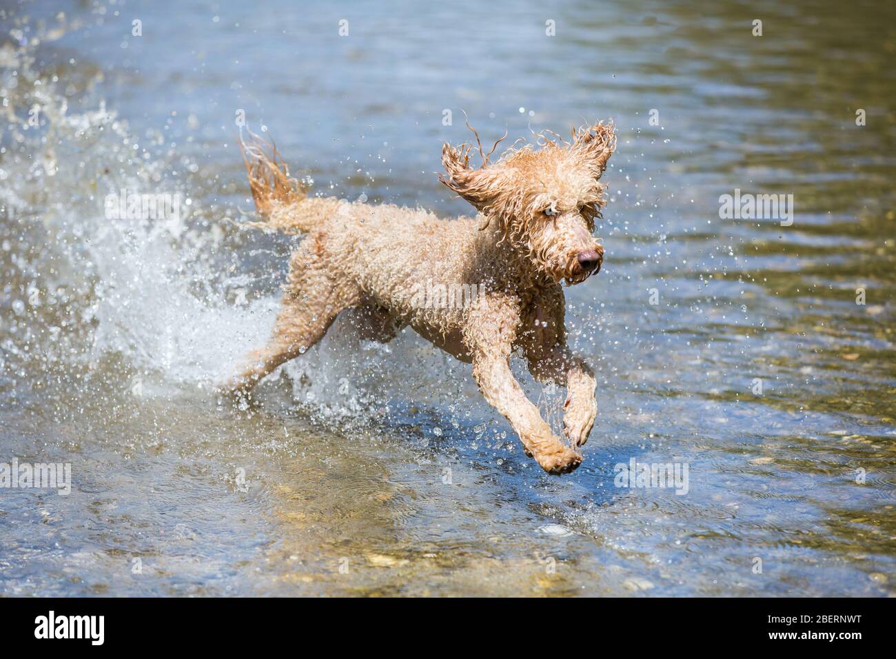 Porträt eines jungen Pudelhundes. Kraftvoller Hund, der im Wasser eines kalten Flusses mit Spritzern läuft und an einem sonnigen Tag, Leitha, Österreich, Spaß hat Stockfoto