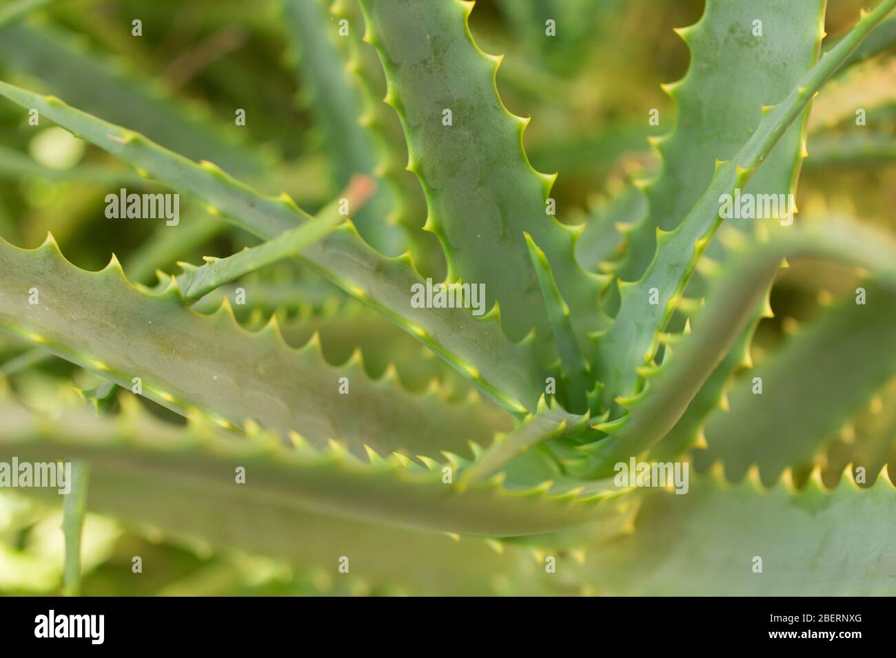 Nahaufnahme Aloe Vera Pflanze. Babosa Stockfotografie - Alamy