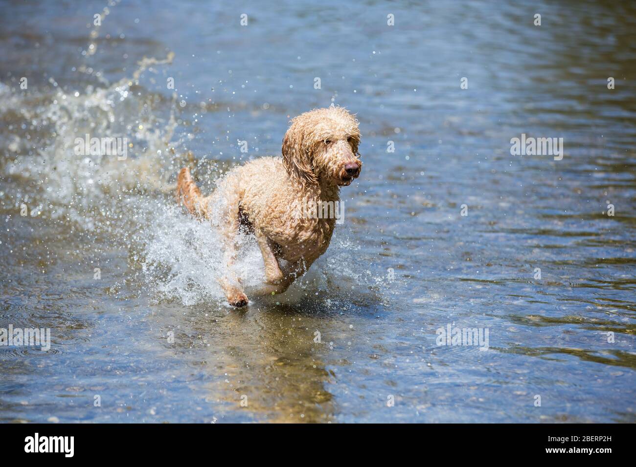 Porträt eines jungen Pudelhundes. Kraftvoller Hund läuft mit Spritzern im Wasser und hat Spaß im kalten Fluss an einem sonnigen Tag, Leitha Fluss, Österreich Stockfoto