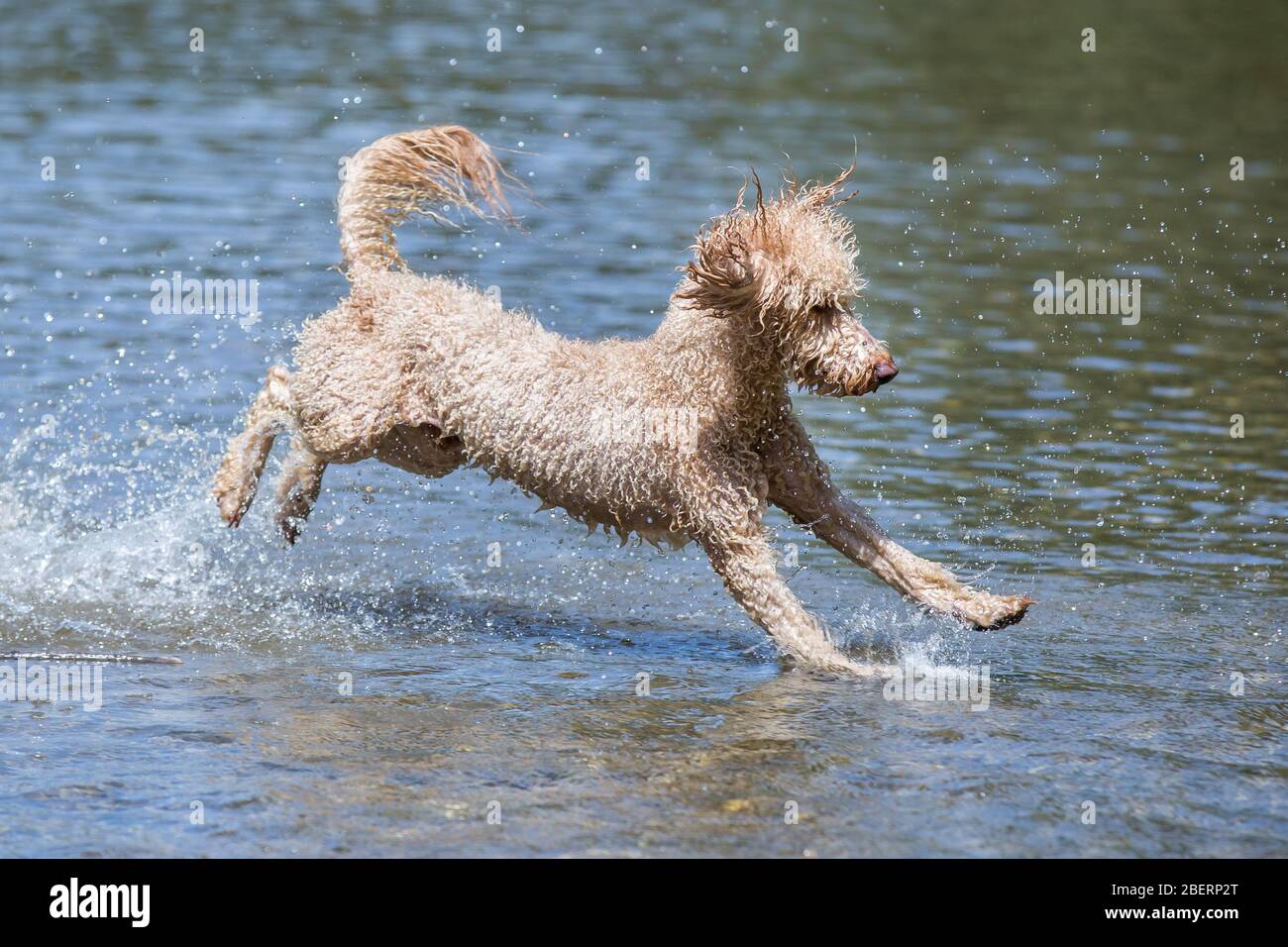 Porträt eines jungen Pudelhundes.Nahaufnahme eines jungen glücklichen Hundes, der an einem sonnigen Tag in das Wasser eines schönen Flusses, Leitha, Österreich, springt Stockfoto