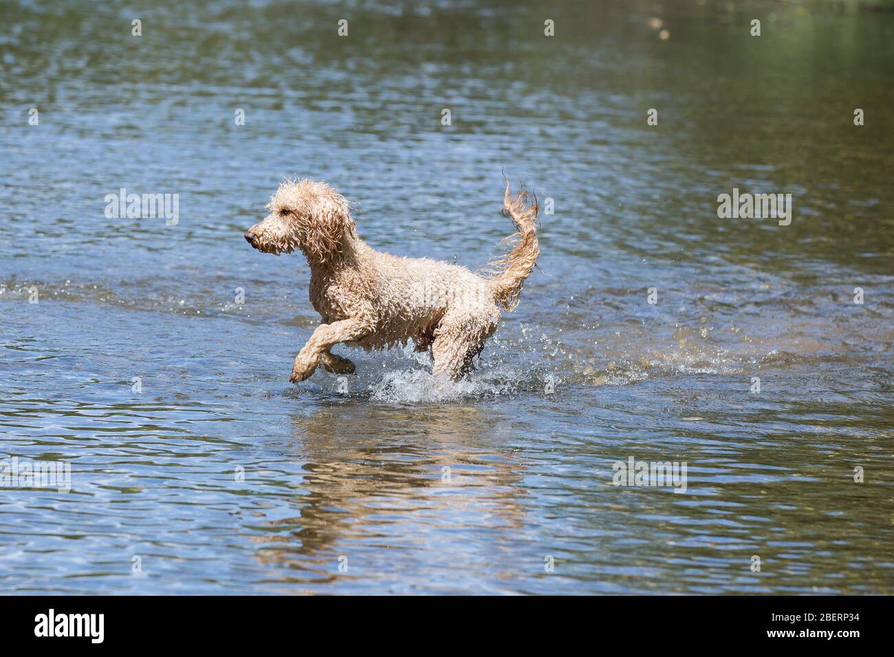 Porträt eines jungen Pudelhundes im Leitha-Fluss. Ein glücklicher Hund springt an einem sonnigen Tag in das kalte Wasser eines wilden Flusses, Leitha, Österreich Stockfoto