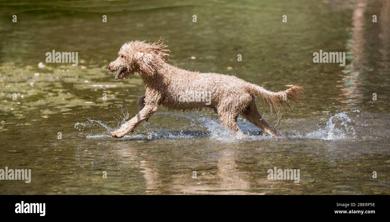 Porträt eines jungen Pudelhundes. Ein glücklicher Hund springt an einem sonnigen Tag, dem Leitha Fluss, in Österreich, ins Wasser eines schönen kalten Flusses Stockfoto