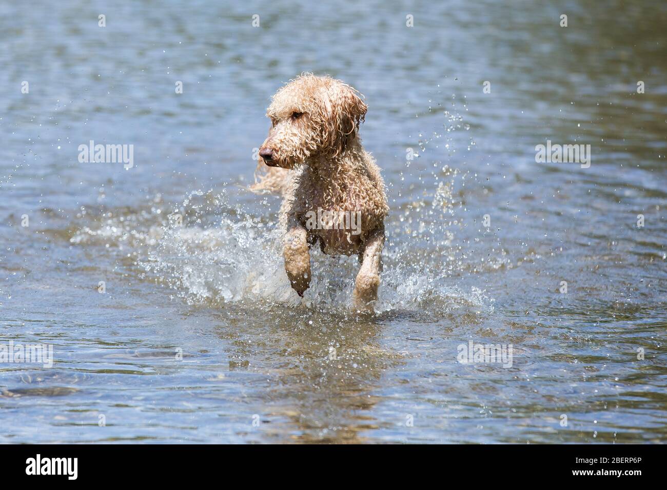 Porträt eines jungen Pudelhundes.Nahaufnahme eines glücklichen Hundes, der an einem sonnigen Tag in das Wasser des kalten Flusses, Leitha, Österreich, springt Stockfoto