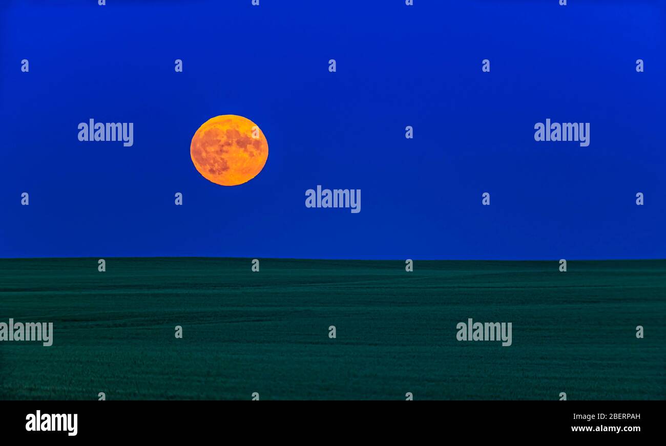 Vollmond über einem grünen Weizenfeld in Alberta, Kanada. Stockfoto