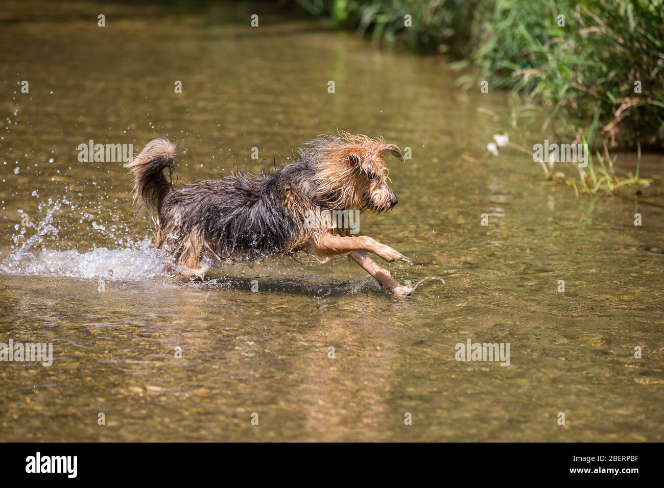 Porträt eines jungen Terrier-Hundes. Nahaufnahme eines glücklichen Hundes, der im Wasser läuft und an einem heißen Sommertag den kalten Fluss genießt, Leitha, Österreich Stockfoto