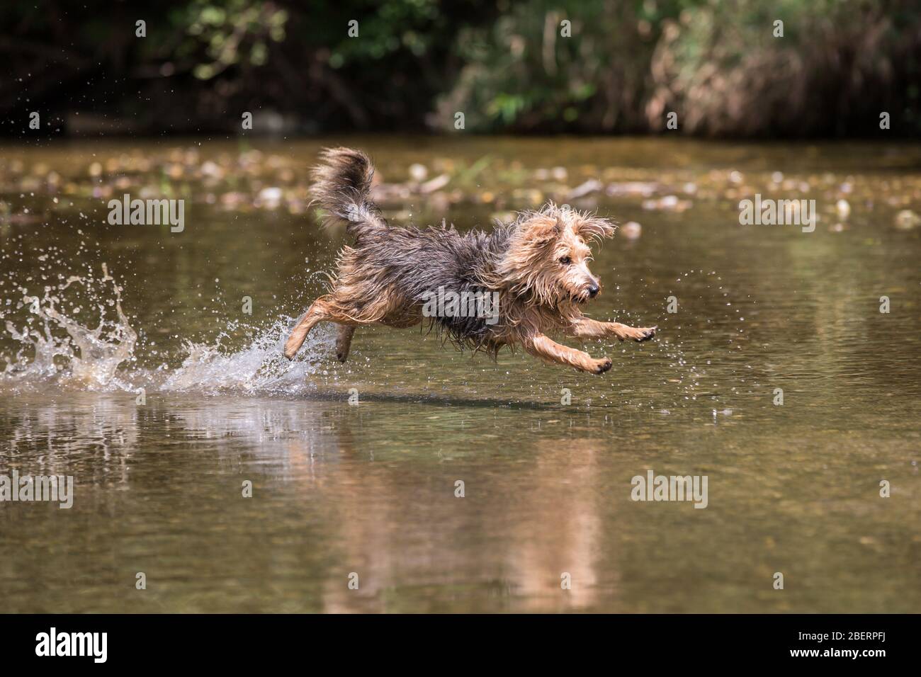 Porträt eines jungen Terrier-Hundes.Aufsehen eines glücklichen Hundes, der an einem Sommertag im Wasser läuft und den kalten Fluss genießt, Leitha, Österreich Stockfoto