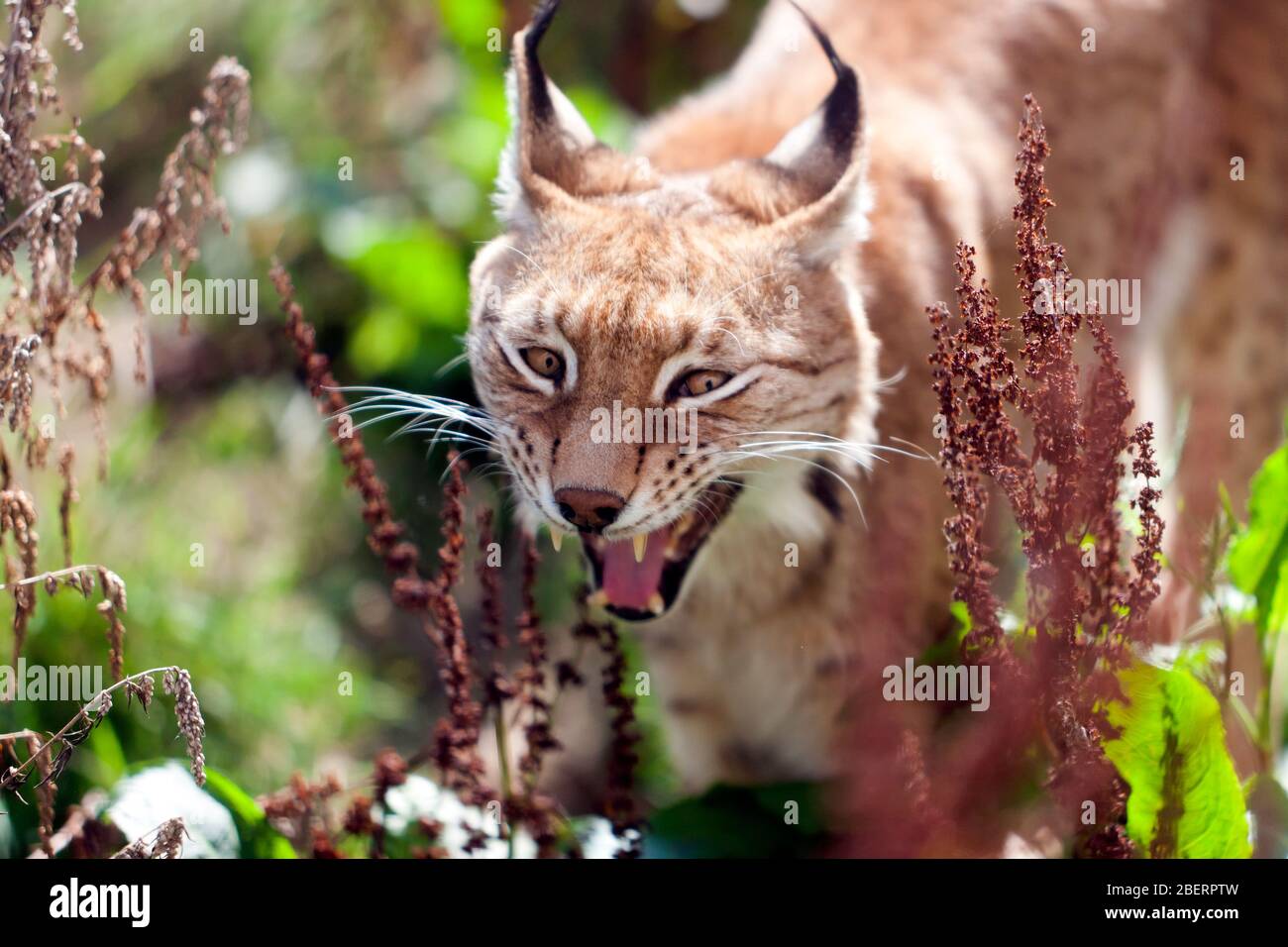 Nahaufnahme eines eurasischen Luchses im Wingham Wildlife Park, Kent Stockfoto