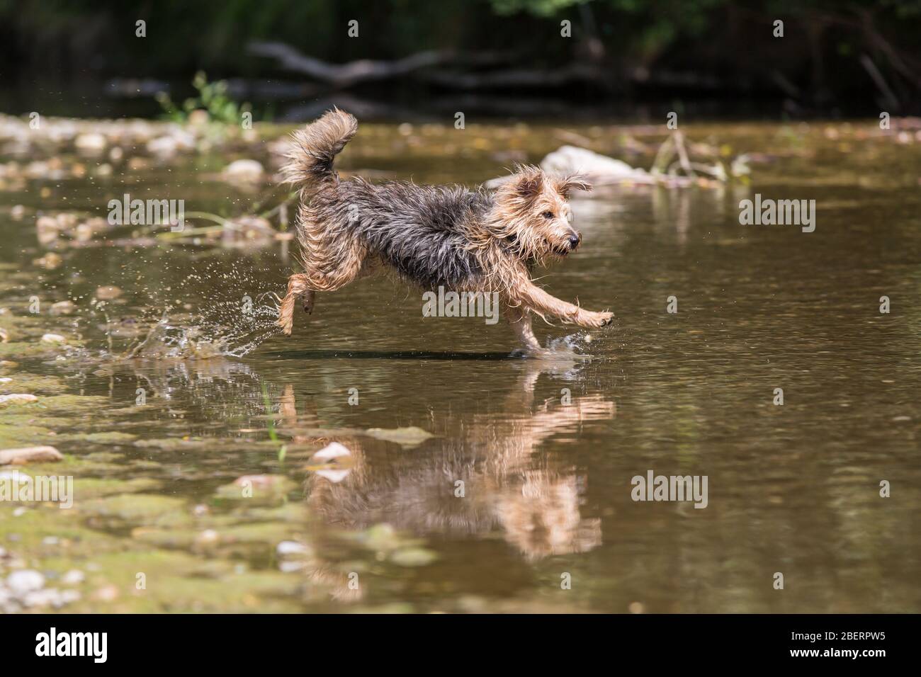 Porträt eines jungen Terrier-Hundes. Nahaufnahme eines glücklichen Hundes, der an einem sonnigen Tag in das kalte Wasser eines kleinen Flusses springt, Leitha, Österreich Stockfoto