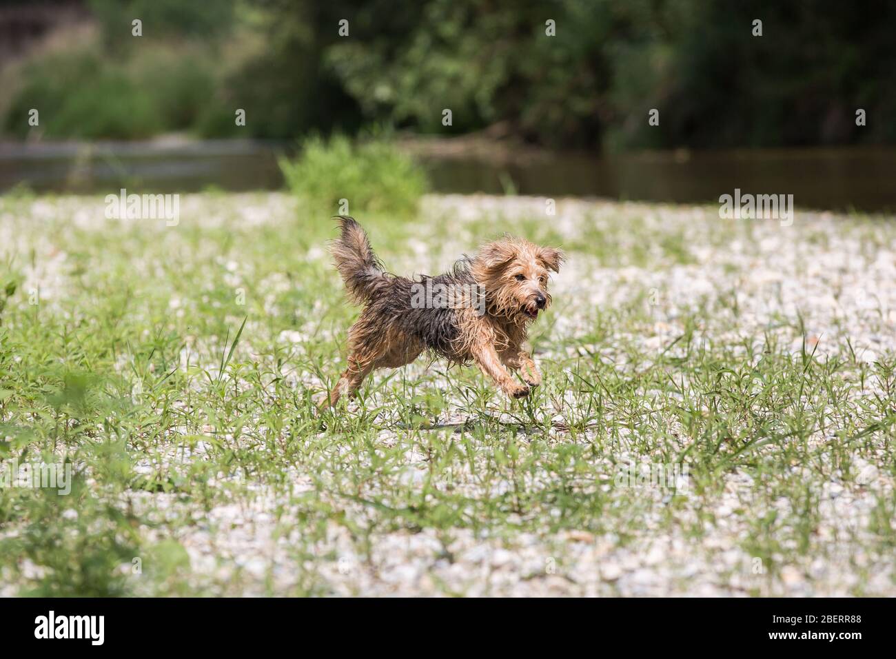 Junger Terrier läuft und springt freudig über eine Wiese. Ein glücklicher Hund, der an einem sonnigen Sommertag am Ufer des Flusses Leitha spielt Stockfoto