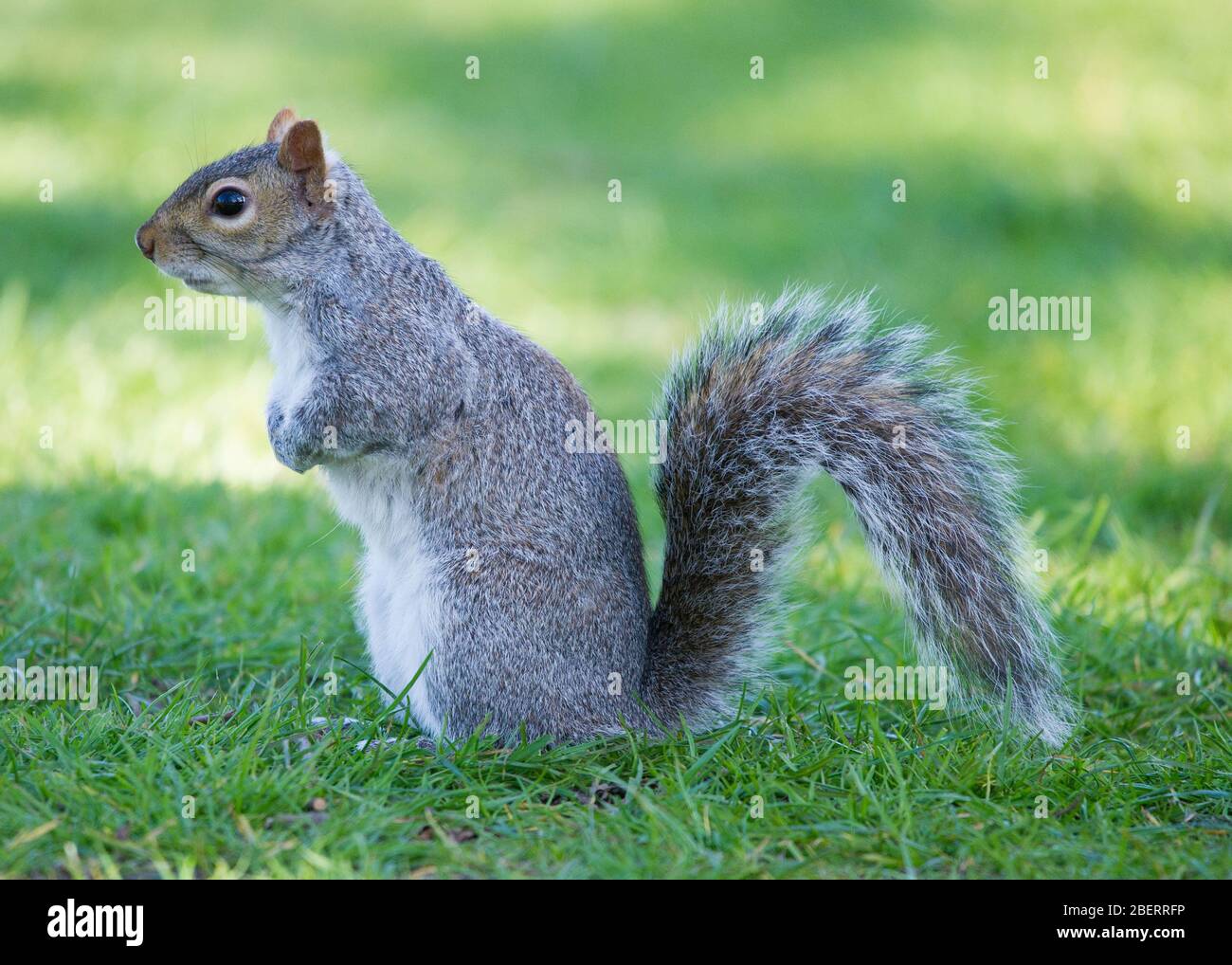 Trossachs, Großbritannien. April 2019. Im Bild: Eichhörnchen, die im Park spielen. Szenen in den Botanischen Gärten von Glasgow während der Coronavirus Lockdown. Quelle: Colin Fisher/Alamy Live News Stockfoto