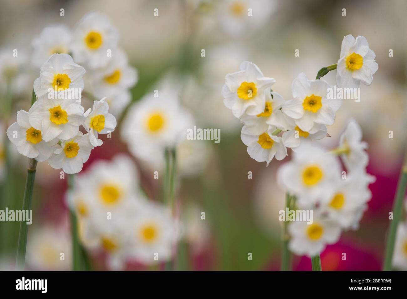 Trossachs, Großbritannien. April 2019. Im Bild: Blühende Pflanzen im Botanischen Garten. Szenen in den Botanischen Gärten von Glasgow während der Coronavirus Lockdown. Quelle: Colin Fisher/Alamy Live News Stockfoto