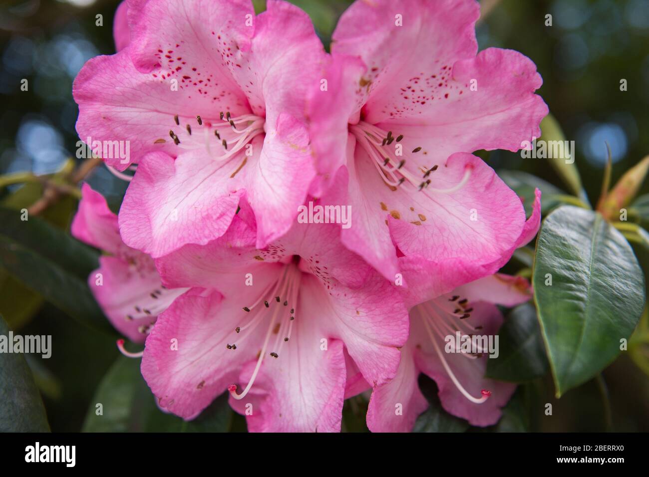 Trossachs, Großbritannien. April 2019. Im Bild: Hortensien in Blüte. Szenen in den Botanischen Gärten von Glasgow während der Coronavirus Lockdown. Quelle: Colin Fisher/Alamy Live News Stockfoto