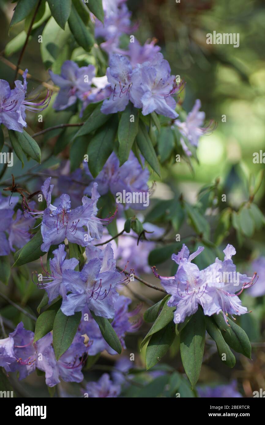 Rhododendron augustinii Stockfoto
