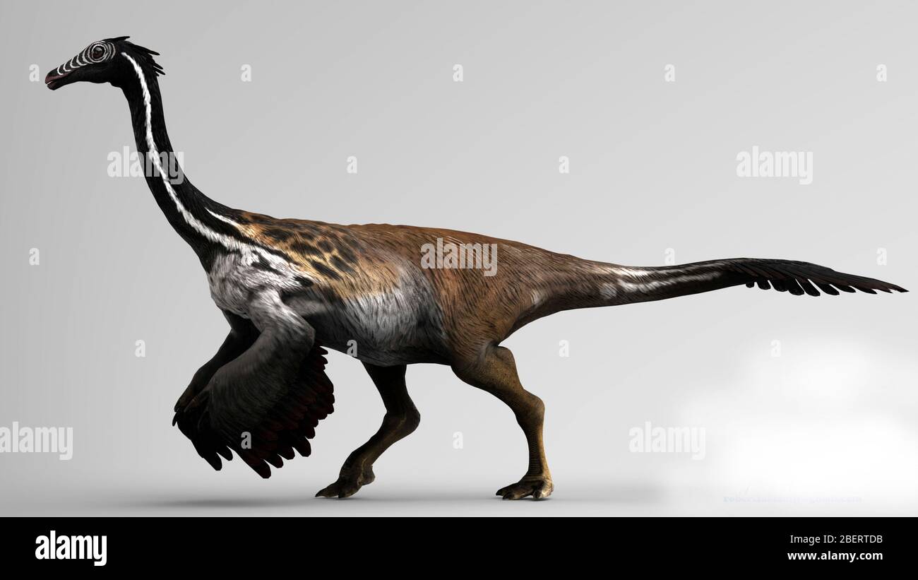 Gallimimus Dinosaurier auf grauem Hintergrund. Stockfoto