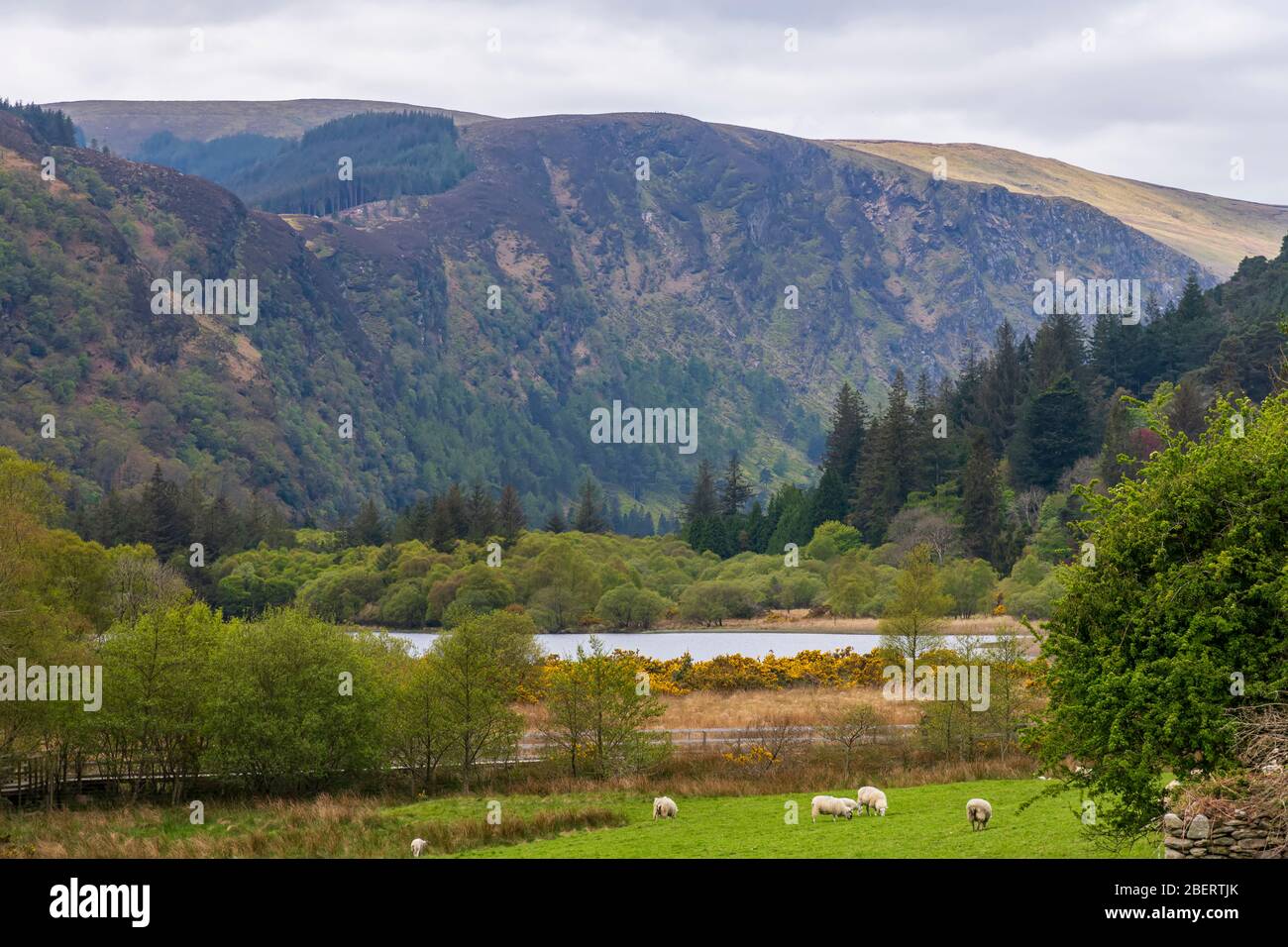 Holzpfad in Glendalough Irland Stockfoto