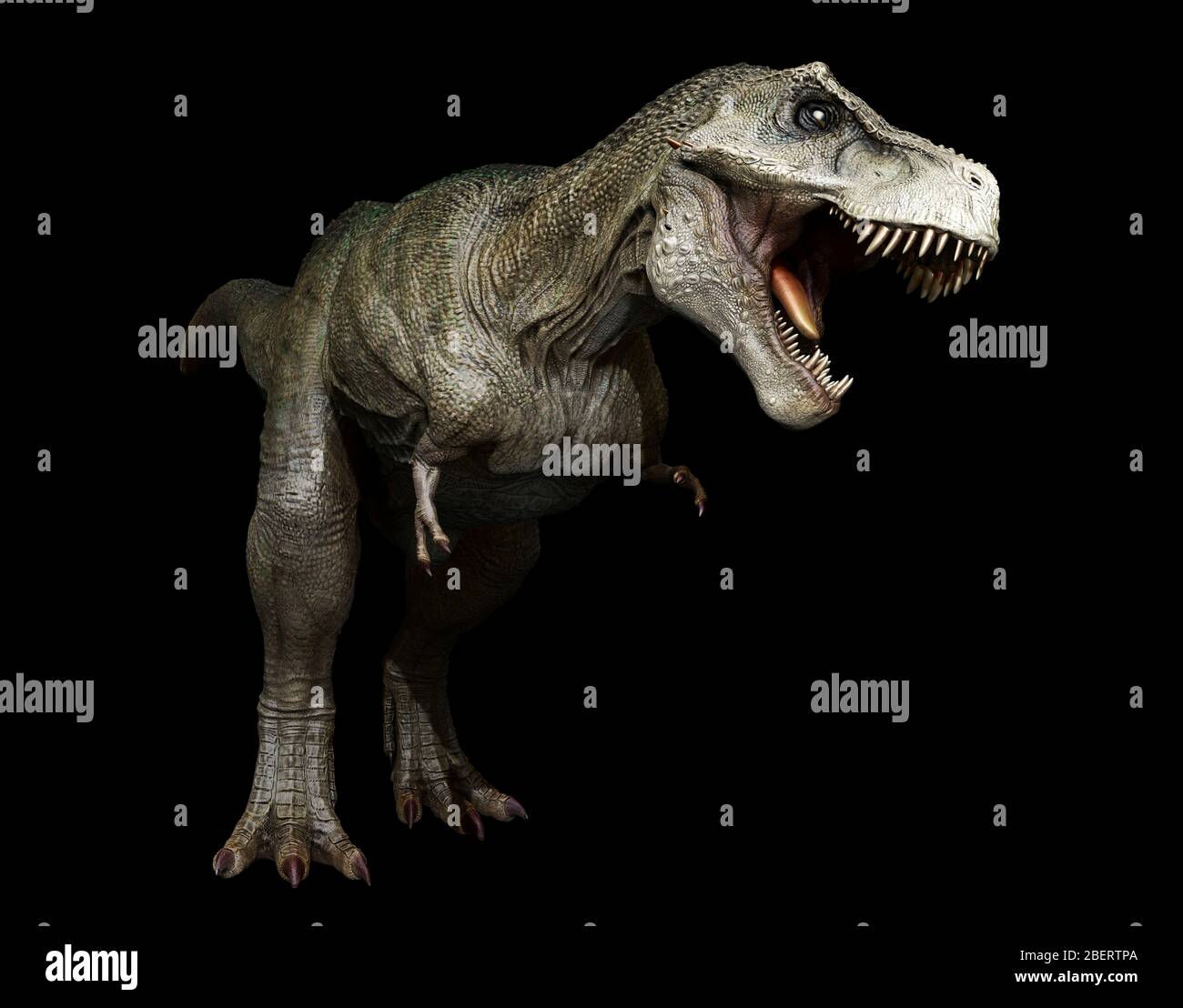 Tyrannosaurus rex Dinosaurier auf schwarzem Hintergrund. Stockfoto